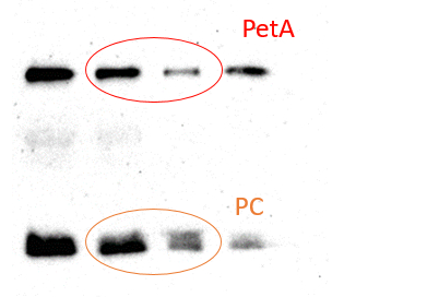 Thylakoid membranes