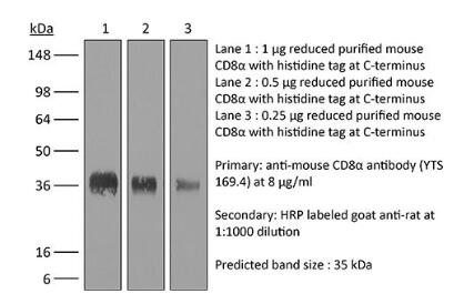 体内单克隆抗体抗小鼠CD8α