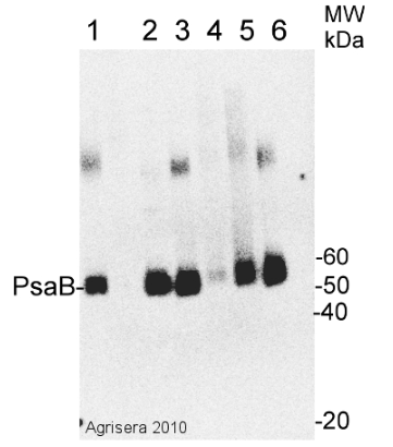 PsaB | PSI-B光系统I的核心子单元