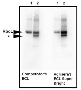 AgriseraECL SuperBright（10毫升试用装）