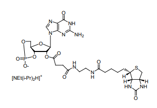 生物素-cGMP