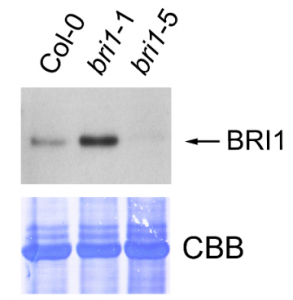BRI1 |油菜素类固醇不敏感1