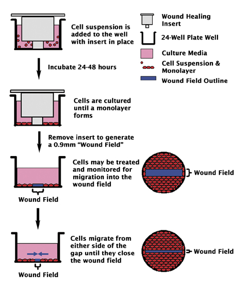 CytoSelect™ 24 孔伤口愈合检测