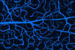 Cas9（CRISPR相关蛋白9）ELISA检测试剂盒