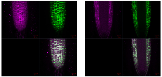 PIN2 | Auxin efflux carrier component 2