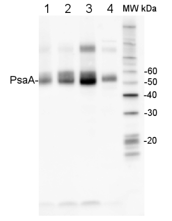 PsaA | PSI-A光系统I的核心蛋白