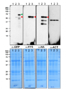 HY5 |蛋白质长下胚轴5