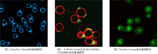酵母细胞器染色