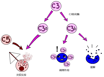 补体C3