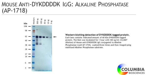 小鼠抗DYKDDDDK IgG：碱性磷酸酶