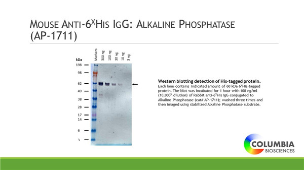 Mouse Anti-6His IgG: Alkaline Phosphatase