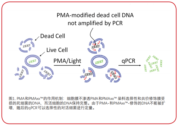 PMA和PMAxx™的作用机制