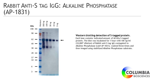兔抗S标签IgG：碱性磷酸酶