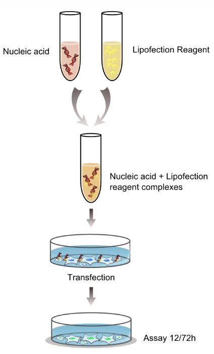 脂质转染试剂