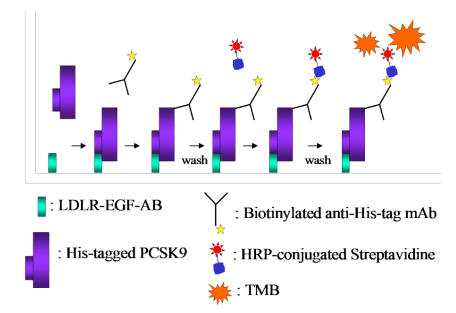 PCSK9-LDLR 体外结合检测试剂盒