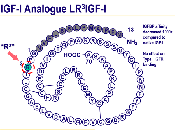 LR3 IGF-I