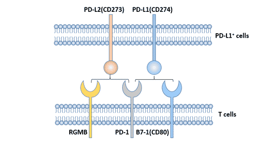 PD-L1