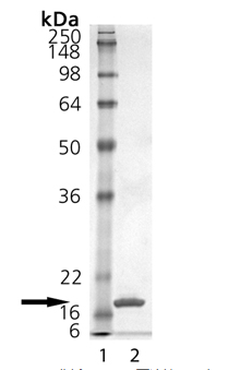 SDS-PAGE分析CD40L（可溶性）（人），（重组）。泳道 1：MW 标记，泳道 2：1 μg。