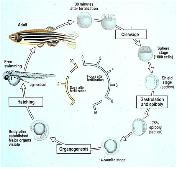 斑马鱼拥有与人相似的组织器官和系统