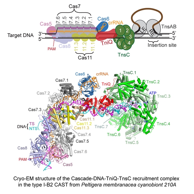 I-B型CRISPR效应器