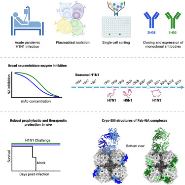 influenza virus