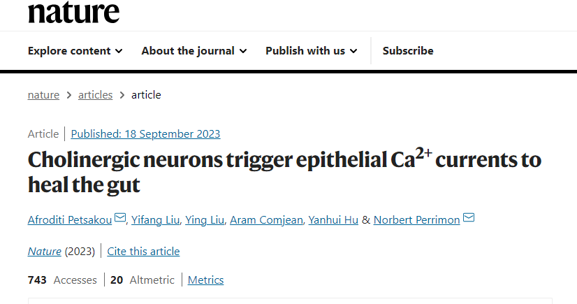 胆碱能神经元触发上皮细胞Ca2+电流来促进肠道愈合。