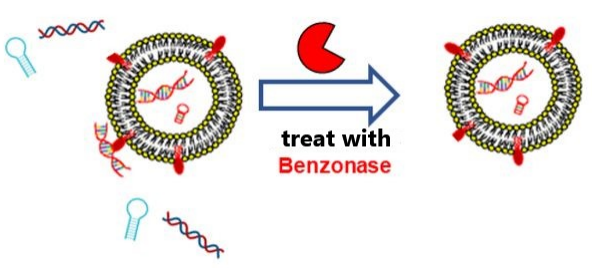 Benzonase核酸酶