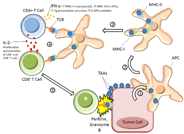 CD8 T细胞