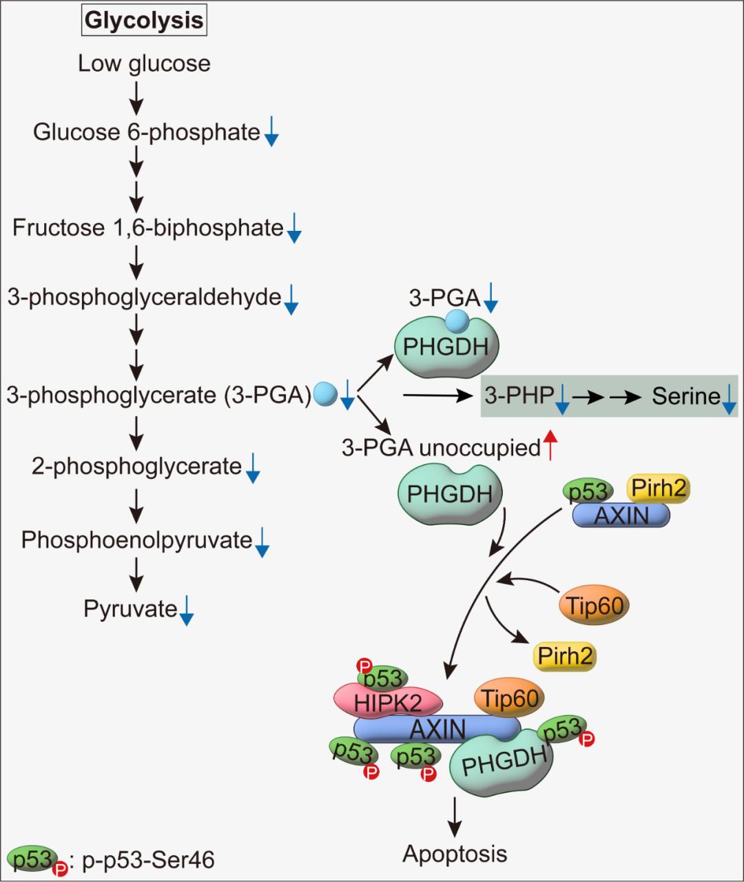 PHGDH感知葡萄糖水平、调节p53-S46磷酸化和凋亡的机制