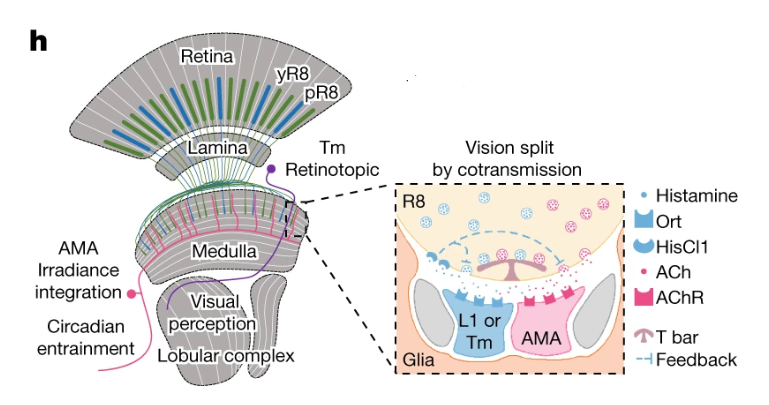 R8感光细胞分离图像和非图像视觉的神经机制