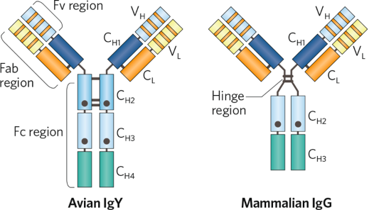 免疫球蛋白Y