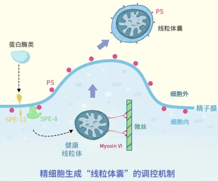 精细胞生成“线粒体囊”的调控机制