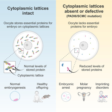 cytoplasmic lattices