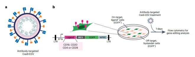 Cas9-EDV的设计原理
