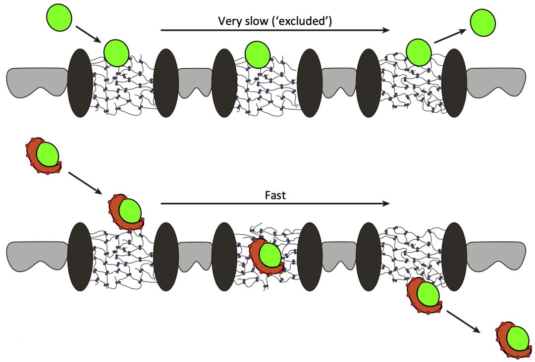 无法穿越核孔的大分子（绿色）在核转运蛋白（红色）的帮助下穿过核孔