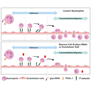 糖基化RNA