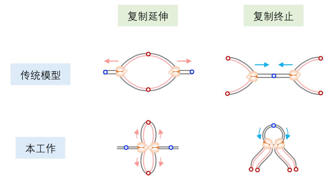 叉偶联指导DNA复制的延伸和终止
