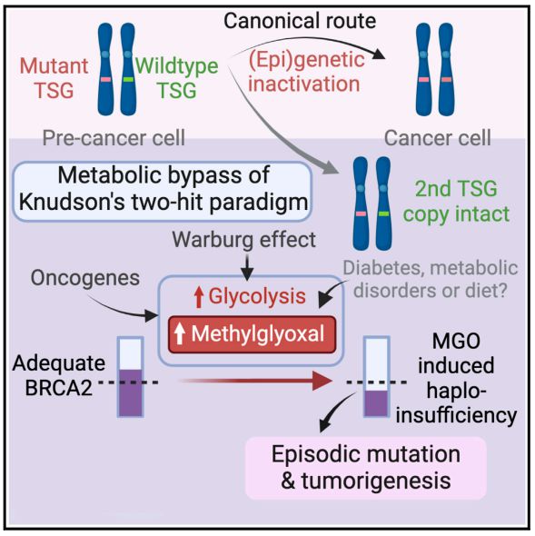 糖酵解代谢物丙酮醛（MGO）通过使乳腺癌抑制蛋白BRCA2失活