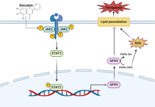 CRC细胞中黄芩苷通过JAK 2/STAT 3/GPX 4轴诱导的铁凋亡的示意图