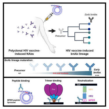 HIV-1中和抗体B细胞谱系