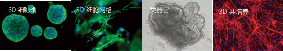 3D培养与类器官