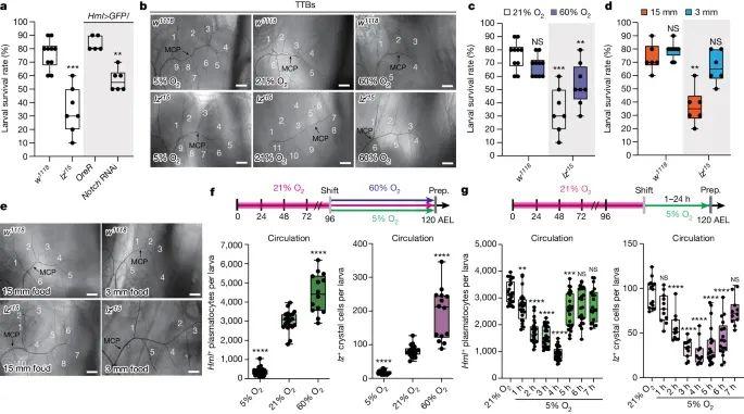 晶体细胞（crystal cells）如何控制内部氧气平衡