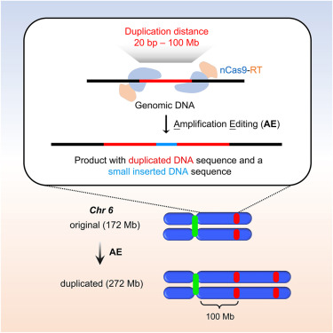 Amplification editing