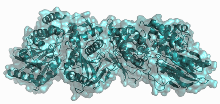 抗-PD-1和抗-CTLA4治疗联合