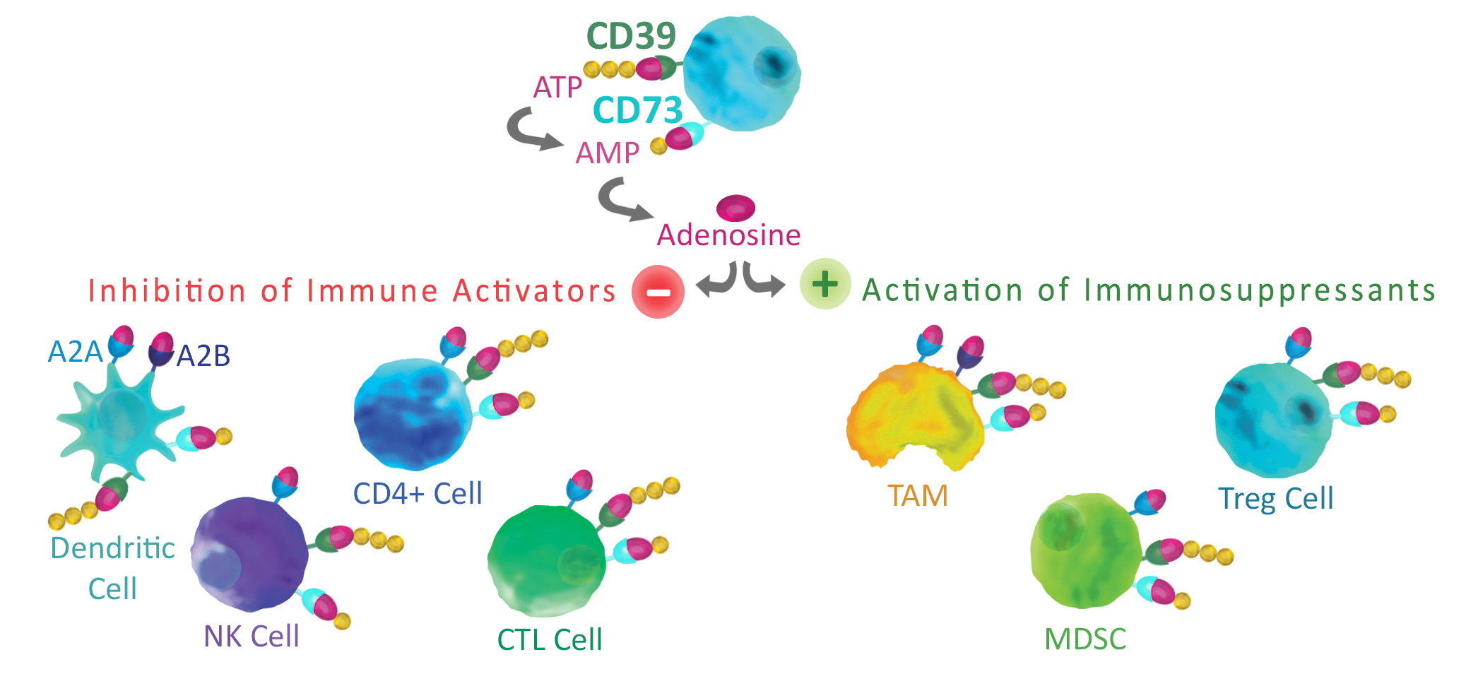 CD73在CD39活性后催化AMP水解成腺苷
