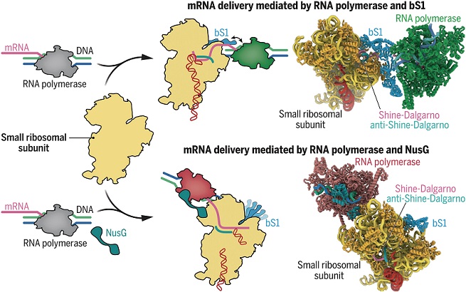 核糖体募集到 mRNA 的早期步骤