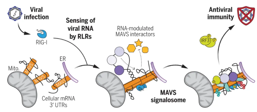RNA 对 MAVS 信号体的调控