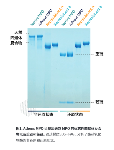 Athens MP0呈现出天然 MPO的标志性四聚体复合物以及重链和轻链