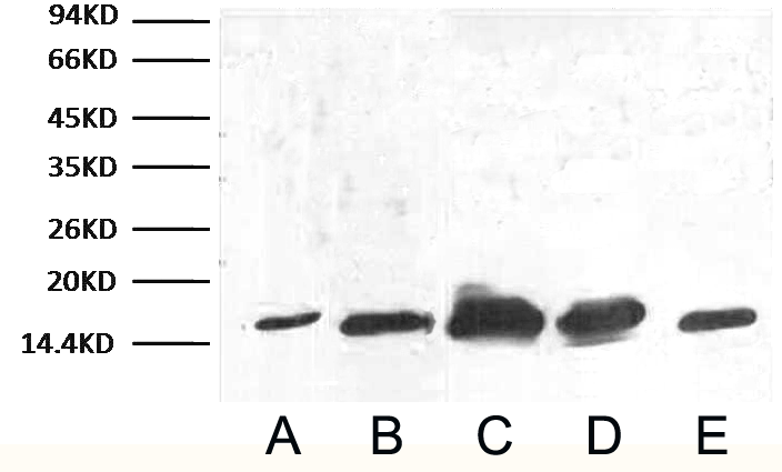 线粒体内参抗体—克隆号为14Y2的COX IV单克隆抗体