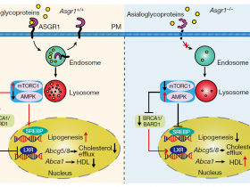 生物评论周报第219期：Nature抑制ASGR1可促进胆固醇排泄来降低脂质水平